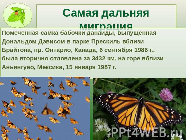 Самая дальняя миграция Помеченная самка бабочки данаиды, выпущенная Дональдом Дэвисом в парке Прескиль вблизи Брайтона, пр. Онтарио, Канада, 6 сентября 1986 г., была вторично отловлена за 3432 км, на горе вблизи Аньянгуео, Мексика, 15 января 1987 г.
