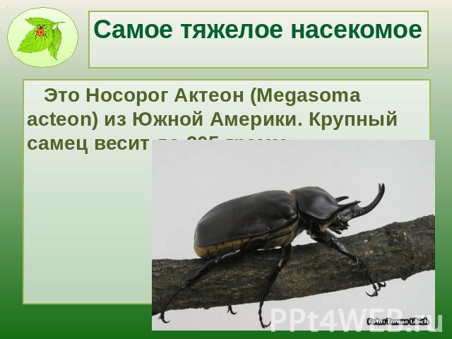 Самое тяжелое насекомое Это Носорог Актеон (Megasoma acteon) из Южной Америки. Крупный самец весит до 205 грамм.