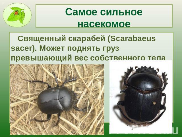 Самое сильное насекомое Священный скарабей (Scarabaeus sacer). Может поднять груз превышающий вес собственного тела в 850 раз.