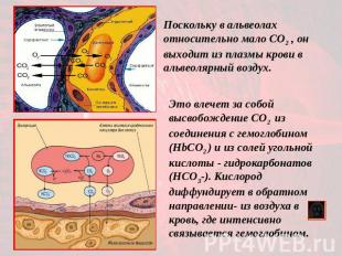 Поскольку в альвеолах относительно мало CO2 , он выходит из плазмы крови в альве