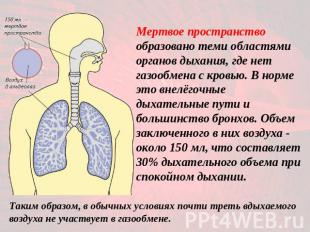 Мертвое пространство образовано теми областями органов дыхания, где нет газообме