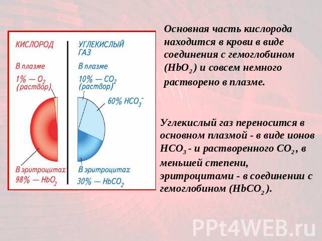 Основная часть кислорода находится в крови в виде соединения с гемоглобином (HbO2 ) и совсем немного растворено в плазме. Углекислый газ переносится в основном плазмой - в виде ионов НСО3 - и растворенного СО2 , в меньшей степени, эритроцитами - в с…