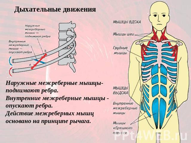 Дыхательные движения Наружные межреберные мышцы- поднимают ребра. Внутренние межреберные мышцы - опускают ребра. Действие межреберных мышц основано на принципе рычага.