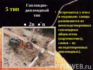 Гаплоидно-диплоидный тип 2n n Встречается у пчел и муравьев: самцы развиваются и