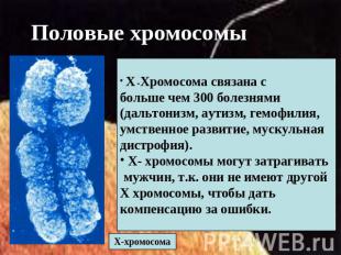 Половые хромосомы Х -Хромосома связана с больше чем 300 болезнями (дальтонизм, а