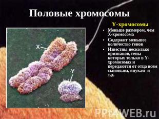 Половые хромосомы Y-хромосомы Меньше размером, чем Х-хромосома Содержит меньшее