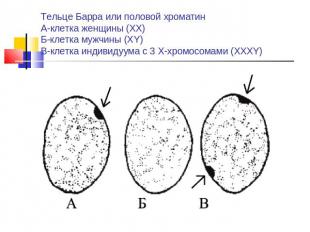 Тельце Барра или половой хроматинА-клетка женщины (ХХ)Б-клетка мужчины (ХY)В-кле