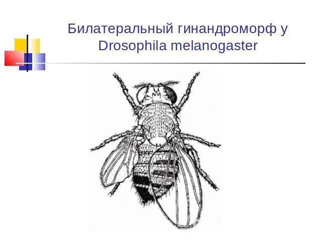 Билатеральный гинандроморф у Drosophila melanogaster