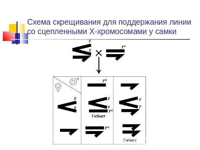 Схема скрещивания для поддержания линии со сцепленными X-хромосомами у самки