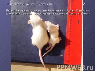 19-ти дневные крысята из двух групп: Большой крысенок — нормальный крысенок из г
