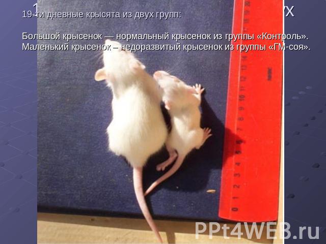19-ти дневные крысята из двух групп: Большой крысенок — нормальный крысенок из группы «Контроль». Маленький крысенок – недоразвитый крысенок из группы «ГМ-соя».