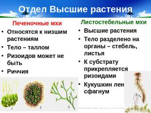 Отдел Высшие растения Печеночные мхи Относятся к низшим растениям Тело – таллом