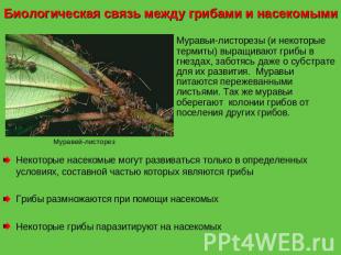 Биологическая связь между грибами и насекомыми Муравьи-листорезы (и некоторые те