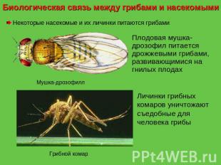 Биологическая связь между грибами и насекомыми Некоторые насекомые и их личинки