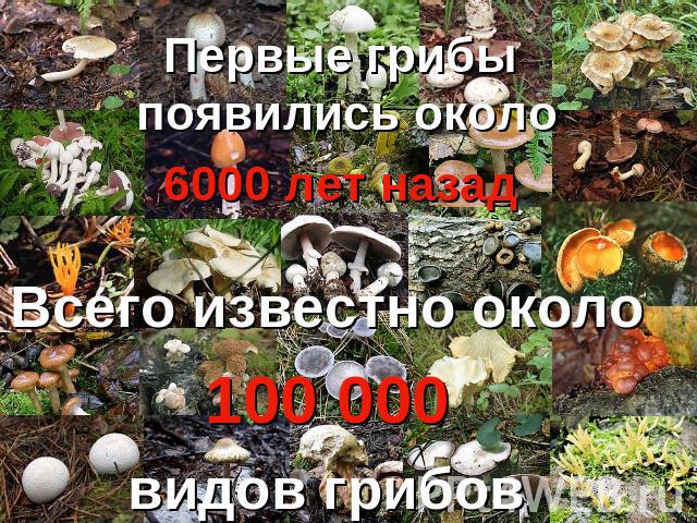 Первые грибы появились около 6000 лет назад Всего известно около 100 000 видов грибов