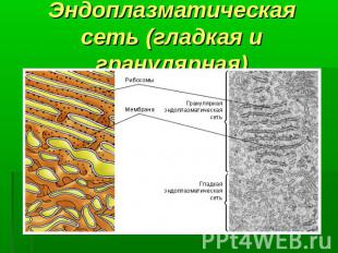 Эндоплазматическая сеть (гладкая и гранулярная)