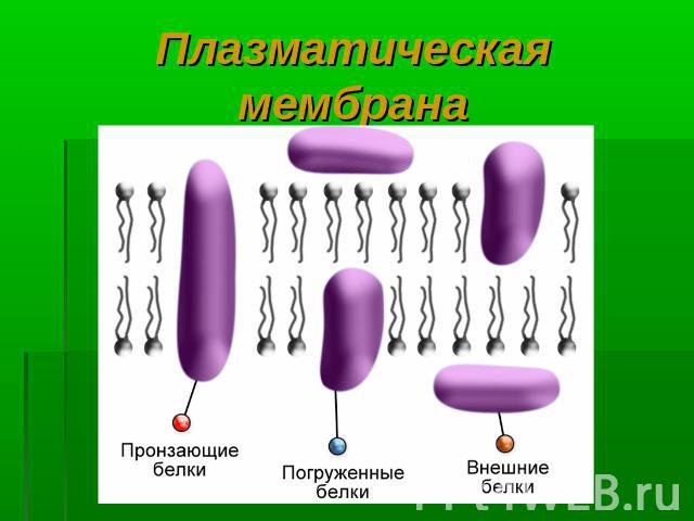 Плазматическая мембрана