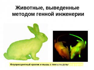Животные, выведенные методом генной инженерии Флуоресцентный кролик и мышь с ген