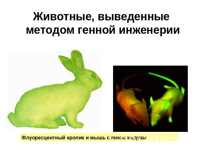 Животные, выведенные методом генной инженерии Флуоресцентный кролик и мышь с геном медузы