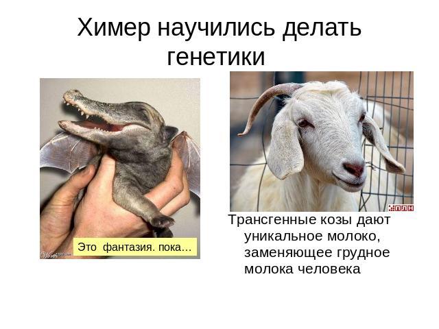 Химер научились делать генетики Это фантазия. пока… Трансгенные козы дают уникальное молоко, заменяющее грудное молока человека