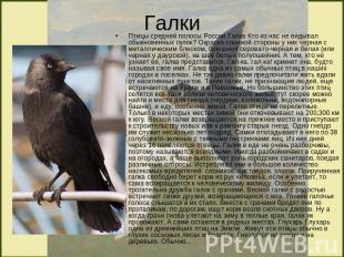 Галки Птицы средней полосы России Галка Кто из нас не видывал обыкновенных галок