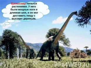 Брахиозавр питался растениями. У него были мощные ноги и длинная шея, и он мог д