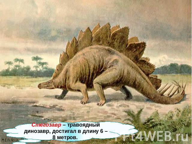 Стегозавр – травоядный динозавр, достигал в длину 6 – 8 метров.