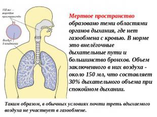 Мертвое пространство образовано теми областями органов дыхания, где нет газообме