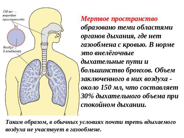Мертвое пространство образовано теми областями органов дыхания, где нет газообмена с кровью. В норме это внелёгочные дыхательные пути и большинство бронхов. Объем заключенного в них воздуха - около 150 мл, что составляет 30% дыхательного объема при …