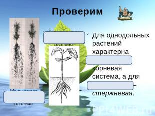 Проверим Для однодольных растений характерна мочковатая корневая система, а для
