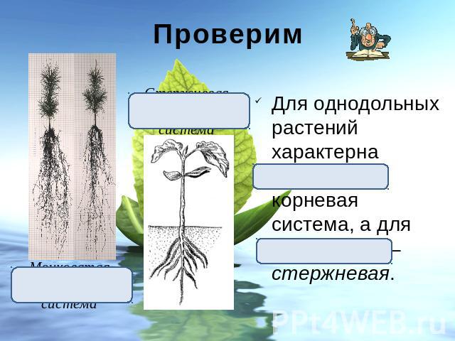 Проверим Для однодольных растений характерна мочковатая корневая система, а для двудольных – стержневая.