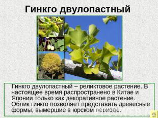 Гинкго двулопастный – реликтовое растение. В настоящее время распространено в Ки