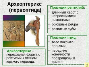 Археоптерикс (первоптица) Признаки рептилий: длинный хвост с несросшимися позвон