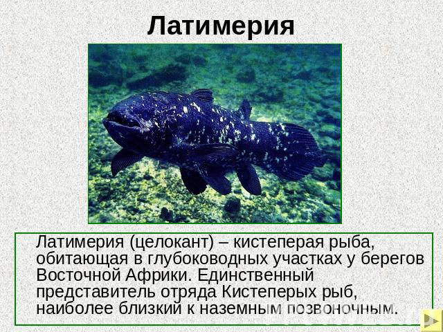 Латимерия (целокант) – кистеперая рыба, обитающая в глубоководных участках у берегов Восточной Африки. Единственный представитель отряда Кистеперых рыб, наиболее близкий к наземным позвоночным.