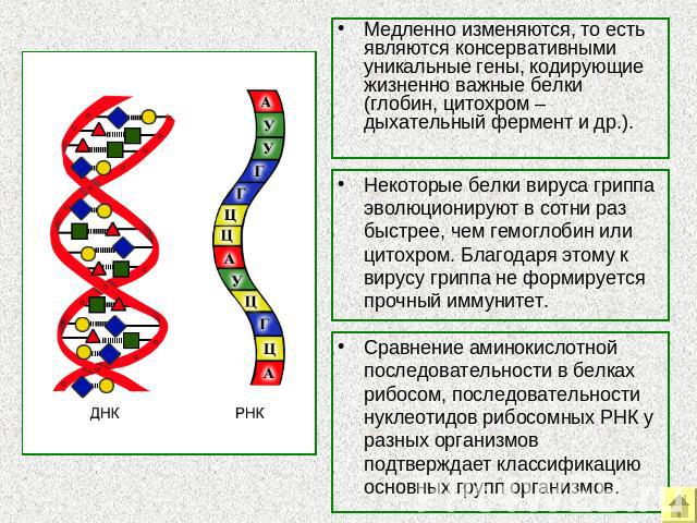 Медленно изменяются, то есть являются консервативными уникальные гены, кодирующие жизненно важные белки (глобин, цитохром – дыхательный фермент и др.). Некоторые белки вируса гриппа эволюционируют в сотни раз быстрее, чем гемоглобин или цитохром. Бл…