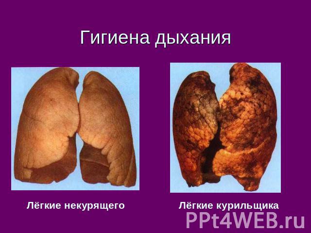 Гигиена дыхания Лёгкие некурящего Лёгкие курильщика