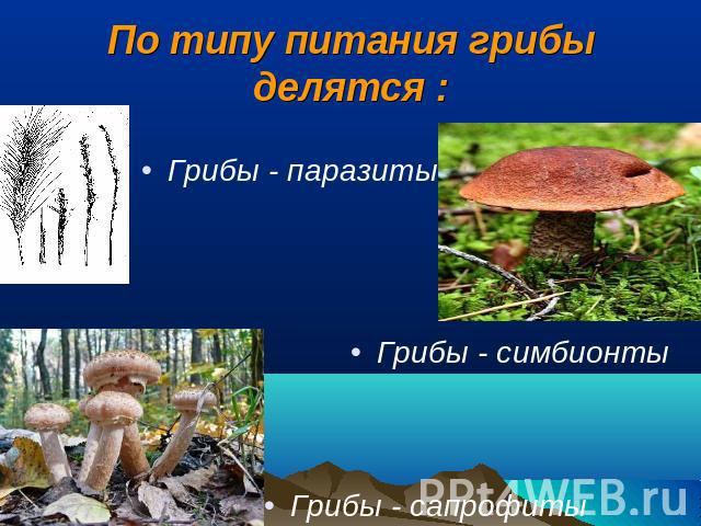 По типу питания грибы делятся : Грибы - паразиты Грибы - симбионты Грибы - сапрофиты