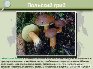 Польский гриб Xerocomus badius – моховик каштановый или польский гриб. Встречает