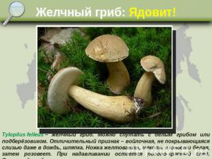 Желчный гриб: Ядовит! Tylopilus felleus – желчный гриб. Можно спутать с белым гр