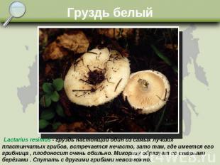 Груздь белый Lactarius resimus - груздь настоящий один из самых лучших пластинча