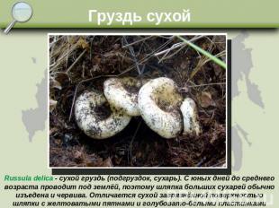 Груздь сухой Russula delica - сухой груздь (подгруздок, сухарь). С юных дней до