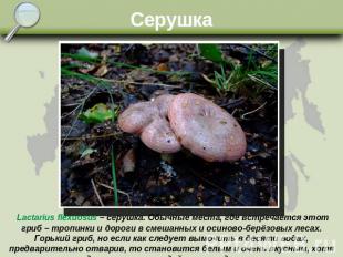 Серушка Lactarius flexuosus – серушка. Обычные места, где встречается этот гриб