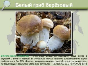 Белый гриб берёзовый Boletus edulis f. betulicola – эта раса образует микоризу ч