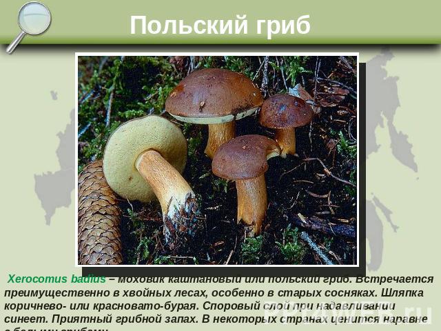 Польский гриб Xerocomus badius – моховик каштановый или польский гриб. Встречается преимущественно в хвойных лесах, особенно в старых сосняках. Шляпка коричнево- или красновато-бурая. Споровый слой при надавливании синеет. Приятный грибной запах. В …