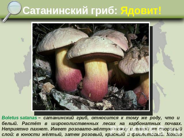 Сатанинский гриб: Ядовит! Boletus satanas – сатанинский гриб, относится к тому же роду, что и белый. Растёт в широколиственных лесах на карбонатных почвах. Неприятно пахнет. Имеет розовато-жёлтую ножку и такой же споровый слой: в юности жёлтый, зате…