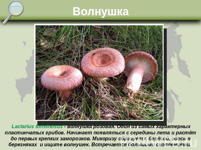 Волнушка Lactarius torminosus - волнушка розовая. Один из самых характерных пластинчатых грибов. Начинает появляться с середины лета и растёт до первых крепких заморозков. Микоризу образует с берёзой, здесь в березняках и ищите волнушек. Встречается…