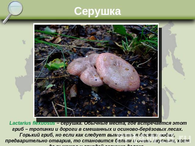 Серушка Lactarius flexuosus – серушка. Обычные места, где встречается этот гриб – тропинки и дороги в смешанных и осиново-берёзовых лесах. Горький гриб, но если как следует вымочить в десяти водах, предварительно отварив, то становится белым и очень…