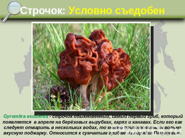 Строчок: Условно съедобен Gyromitra esculenta - строчок обыкновенный, самый первый гриб, который появляется в апреле на берёзовых вырубках, гарях и канавах. Если его как следует отварить в нескольких водах, то можно приготовить довольно вкусную подж…