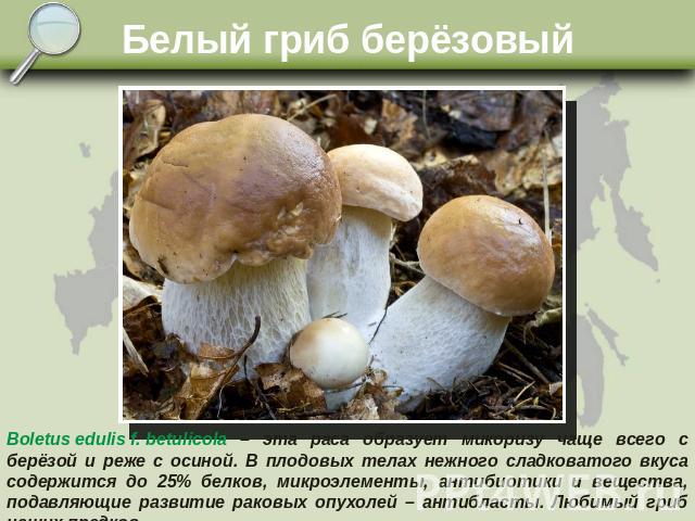 Белый гриб берёзовый Boletus edulis f. betulicola – эта раса образует микоризу чаще всего с берёзой и реже с осиной. В плодовых телах нежного сладковатого вкуса содержится до 25% белков, микроэлементы, антибиотики и вещества, подавляющие развитие ра…