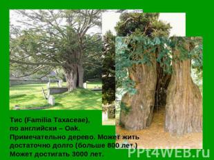 Тис (Familia Taxaceae), по английски – Oak. Примечательно дерево. Может жить дос